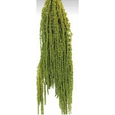 AMARANTHUS HANGING PRESERVED Light Green- OUT OF STOCK
